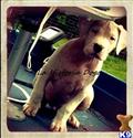 Dogo Argentino